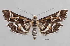 Attēlu rezultāti vaicājumam “Diasemia reticularis”