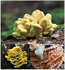 Attēlu rezultāti vaicājumam “Laetiporus sulphureus”