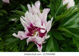 Attēlu rezultāti vaicājumam “Paeoniaceae”