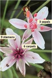 Attēlu rezultāti vaicājumam “Butomus umbellatus flower”