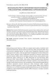 Attēlu rezultāti vaicājumam “Nothorhina punctata”