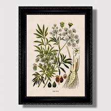 Attēlu rezultāti vaicājumam “Cicuta virosa”