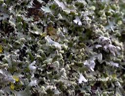 Attēlu rezultāti vaicājumam “Physcia tenella”