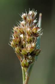 Attēlu rezultāti vaicājumam “Luzula multiflora fruit”