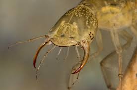 Attēlu rezultāti vaicājumam “Dytiscus sp.”