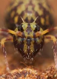 Attēlu rezultāti vaicājumam “Ptenothrix sp.”