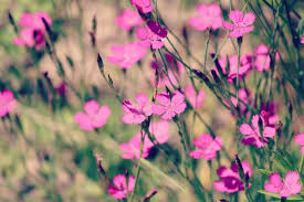 Attēlu rezultāti vaicājumam “Dianthus deltoides bud”