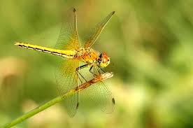 Attēlu rezultāti vaicājumam “Sympetrum flaveolum”