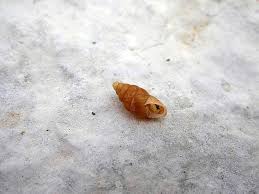 Attēlu rezultāti vaicājumam “Ena obscura”