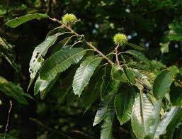 Attēlu rezultāti vaicājumam “Castanea sativa  leaf”
