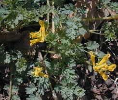 Attēlu rezultāti vaicājumam “Corydalis”