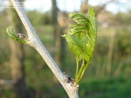 Attēlu rezultāti vaicājumam “Gleditsia triacanthos bud”