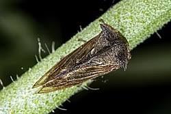 Attēlu rezultāti vaicājumam “Centrotus cornutus”