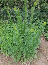 Attēlu rezultāti vaicājumam “Jacobaea vulgaris leaf”