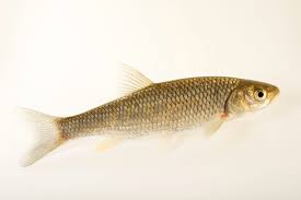 Attēlu rezultāti vaicājumam “Leuciscus idus”