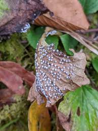 Attēlu rezultāti vaicājumam “Didymium squamulosum”