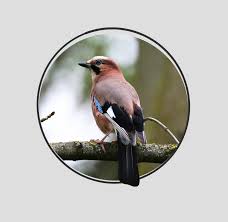 Attēlu rezultāti vaicājumam “Garrulus glandarius”