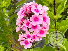 Image result for Phlox paniculata `Bright Eyes`