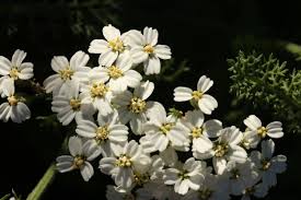 Attēlu rezultāti vaicājumam “Achillea millefolium”