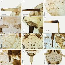Attēlu rezultāti vaicājumam “Uroleucon hypochoeridis”