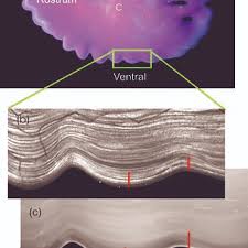 Image result for Reinhardtius hippoglossoides