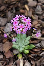 Attēlu rezultāti vaicājumam “Primula farinosa”