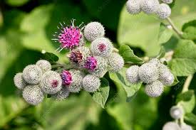 Attēlu rezultāti vaicājumam “Arctium tomentosum flower”