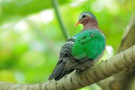 「綠羽毛」的圖片搜尋結果