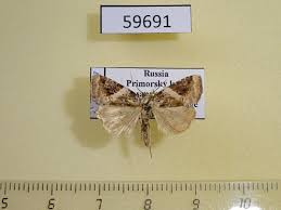 Attēlu rezultāti vaicājumam “Pseudeustrotia candidula”