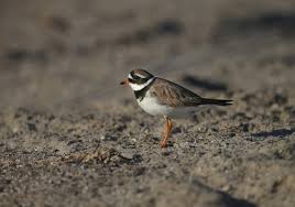 Attēlu rezultāti vaicājumam “Charadrius hiaticula adult”