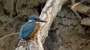 Attēlu rezultāti vaicājumam “Alcedo atthis nest”