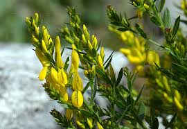 Image result for Genista tinctoria