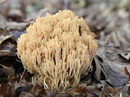 Attēlu rezultāti vaicājumam “Ramaria formosa”