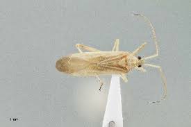 Attēlu rezultāti vaicājumam “Phytocoris sp.”