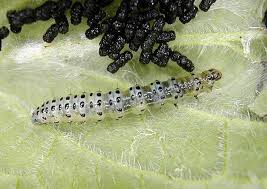 Attēlu rezultāti vaicājumam “Udea olivalis”