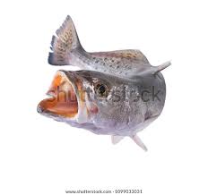 Image result for Cynoscion nebulosus