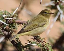 Image result for Phylloscopus ibericus