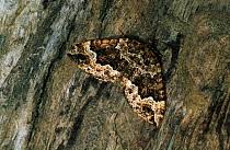 Attēlu rezultāti vaicājumam “Lampropteryx suffumata”