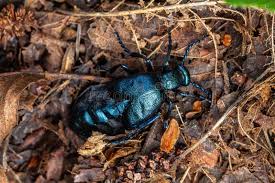 Attēlu rezultāti vaicājumam “Meloe sp.”