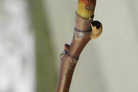 Attēlu rezultāti vaicājumam “Liriodendron tulipifera bud”