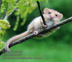 Attēlu rezultāti vaicājumam “Muscardinus avellanarius”