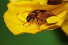 Attēlu rezultāti vaicājumam “Alleculidae”