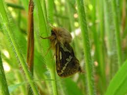 Attēlu rezultāti vaicājumam “Hepialus lupulinus”