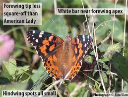 Attēlu rezultāti vaicājumam “Vanessa cardui upperside”