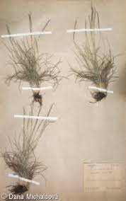 Attēlu rezultāti vaicājumam “Nardus stricta”