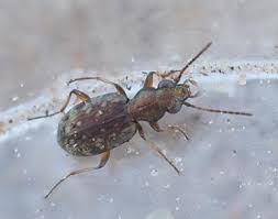 Attēlu rezultāti vaicājumam “Asaphidion pallipes”