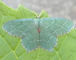 Attēlu rezultāti vaicājumam “Hemithea aestivaria”