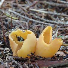 Attēlu rezultāti vaicājumam “Otidea leporina”