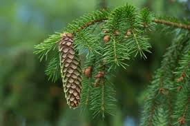 Attēlu rezultāti vaicājumam “Picea abies fo. virgata fruit”