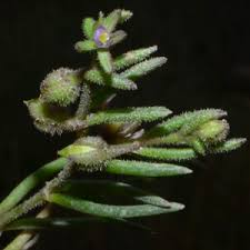 Attēlu rezultāti vaicājumam “Spergularia marina leaf”